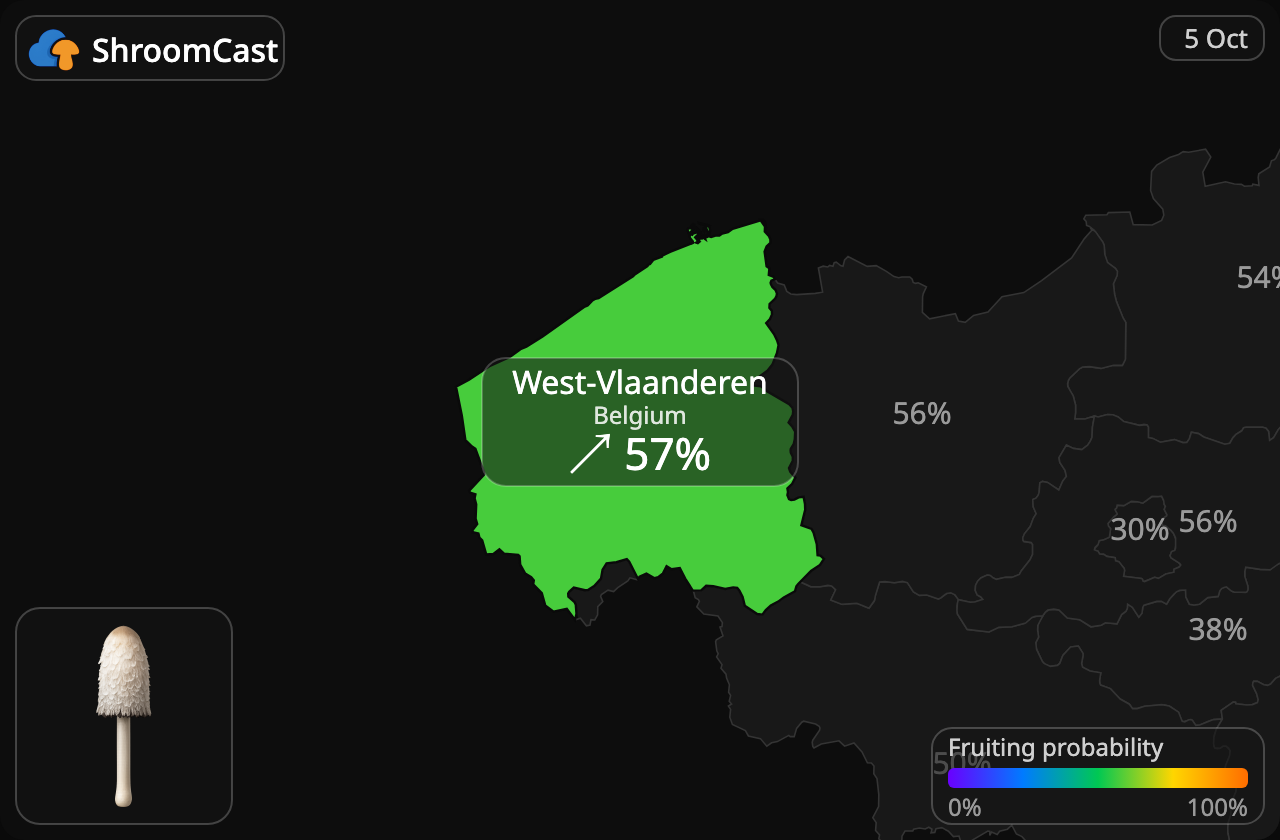 Geschubde inktzwam West-Vlaanderen