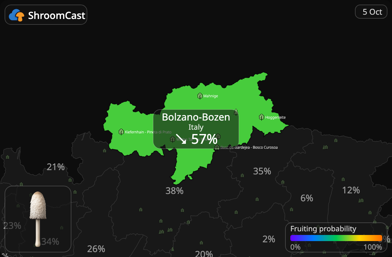 Geschubde inktzwam Bolzano-Bozen