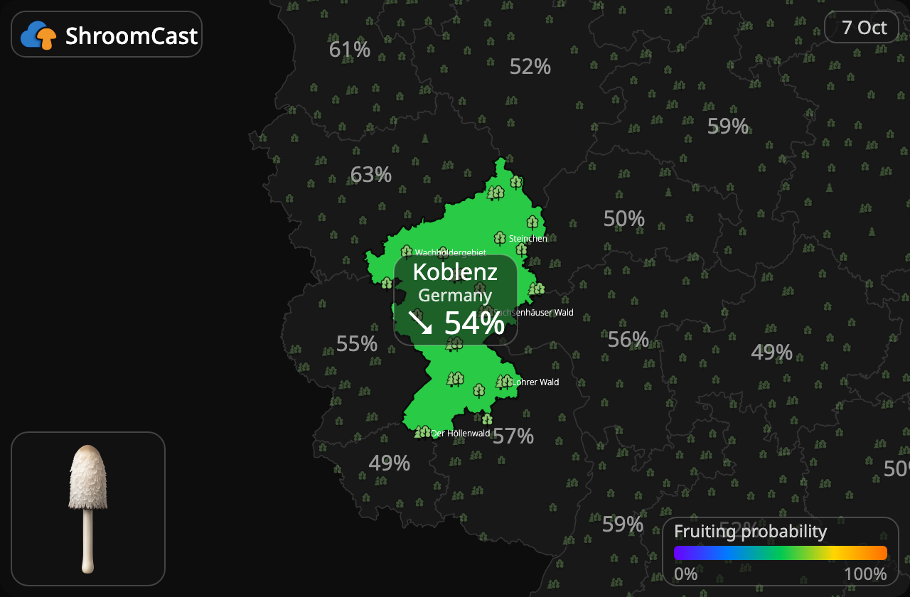Czernidłak kołpakowaty Koblenz