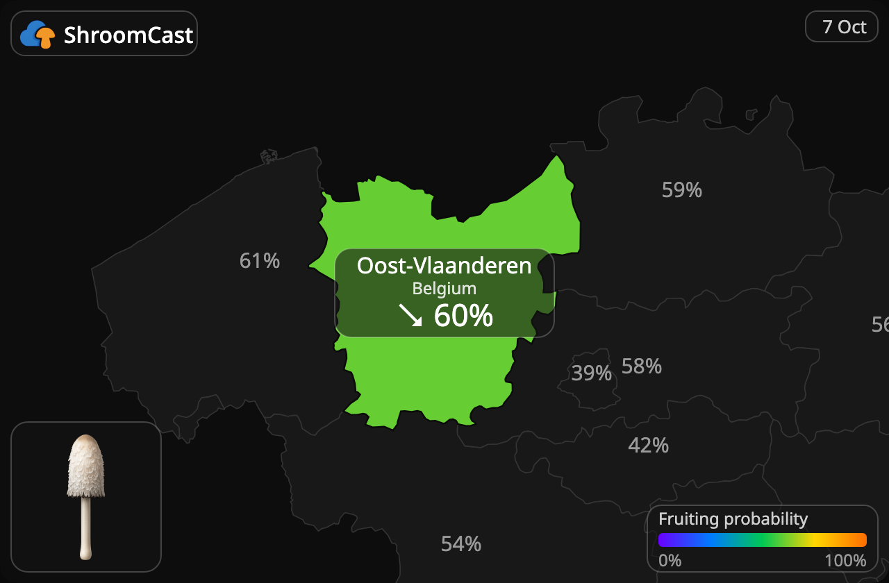 Geschubde inktzwam Oost-Vlaanderen