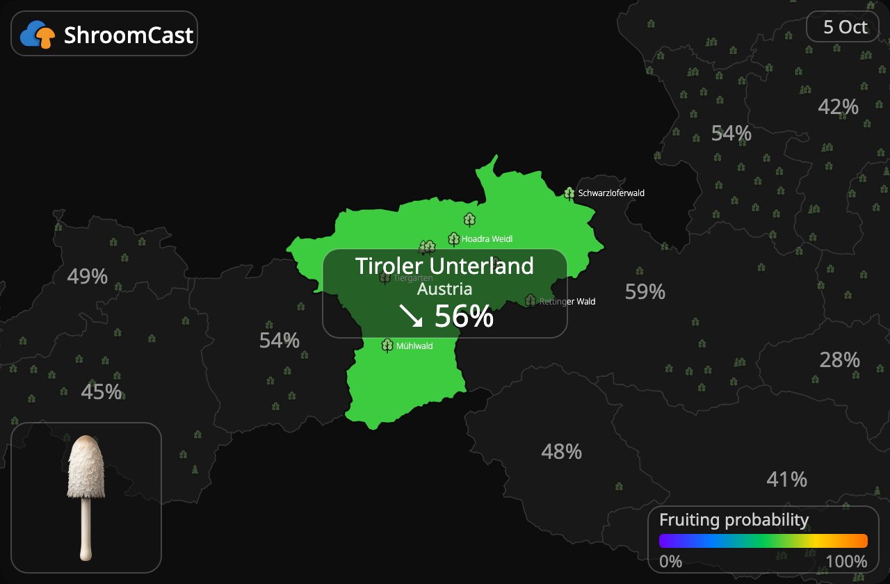 Fjällig bläcksvamp Tiroler Unterland