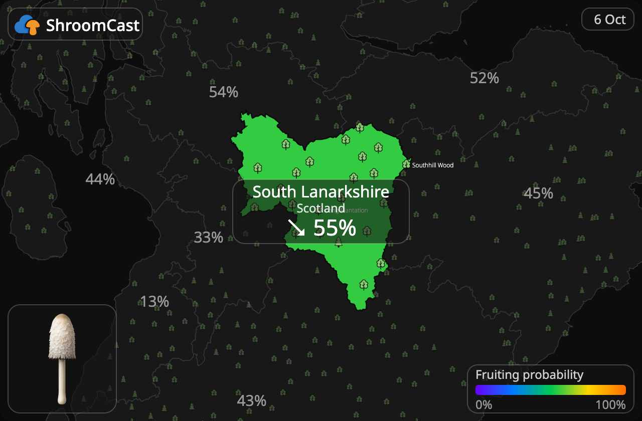 Гнойовик білий South Lanarkshire