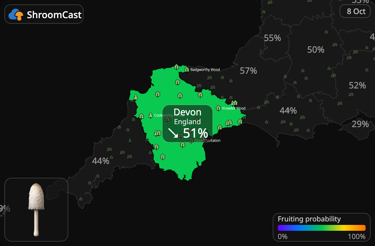 Schopftintling Devon