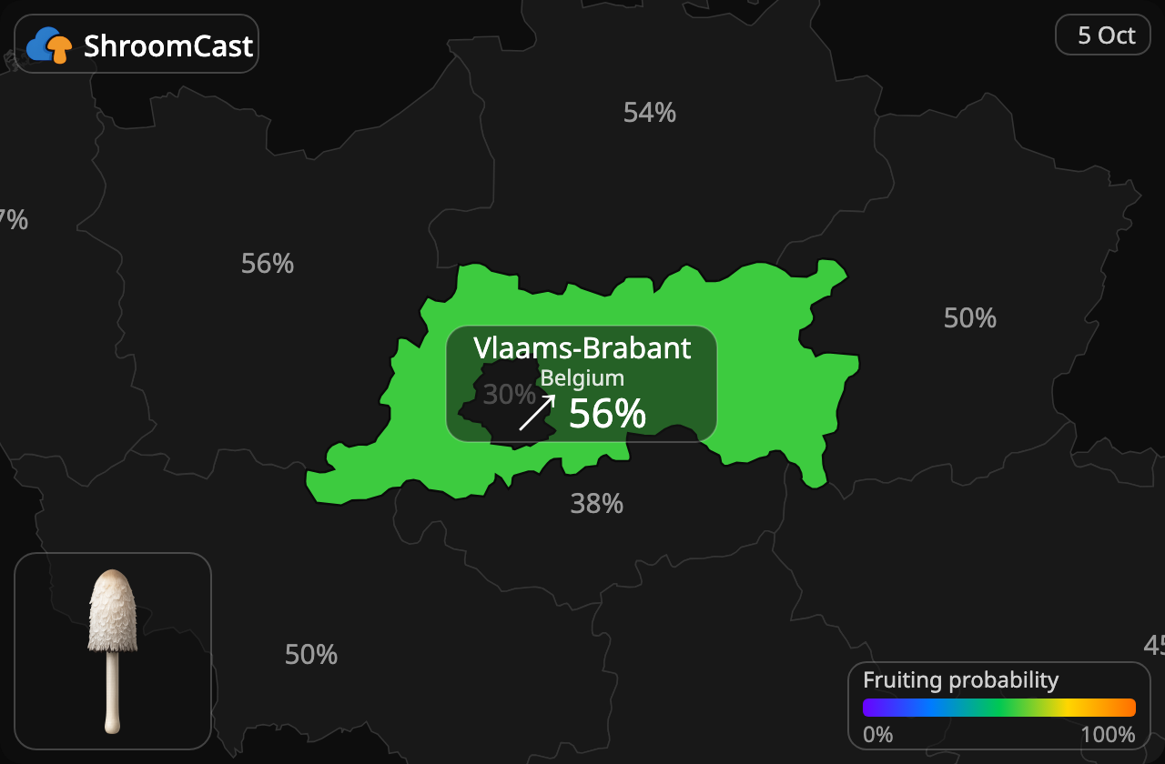 Coprin chevelu Vlaams-Brabant