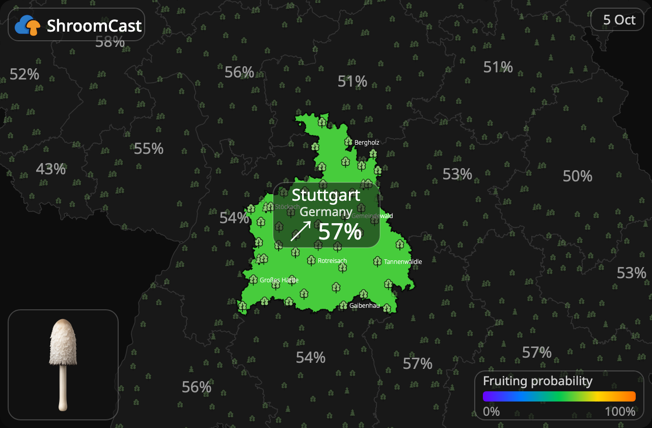 Coprin chevelu Stuttgart