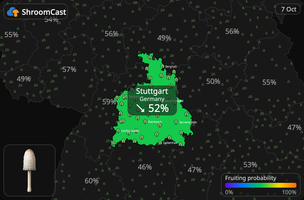 Schopftintling Stuttgart