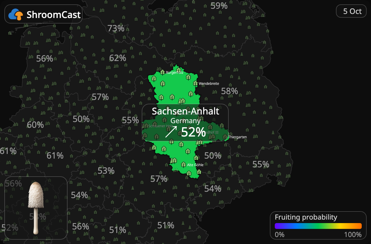Suomumustesieni Sachsen-Anhalt