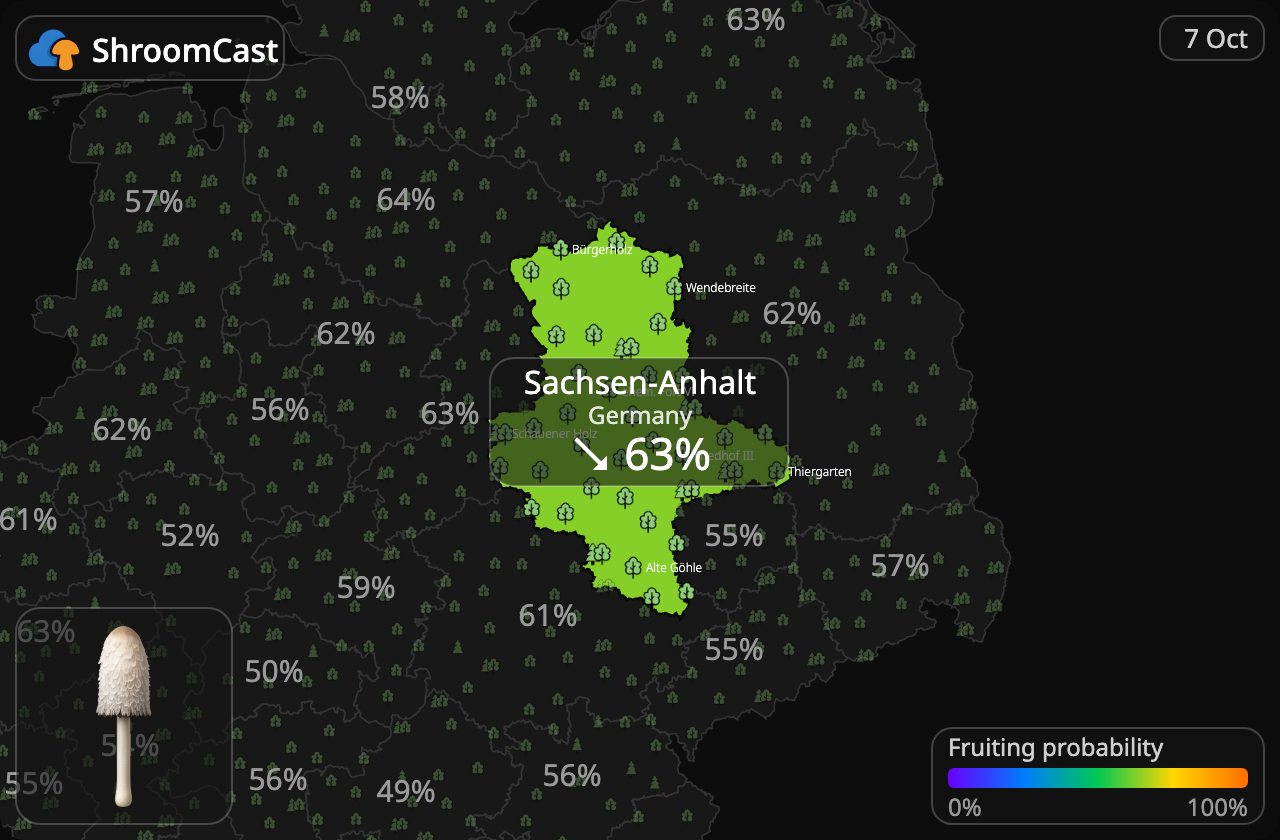 Гнойовик білий Sachsen-Anhalt