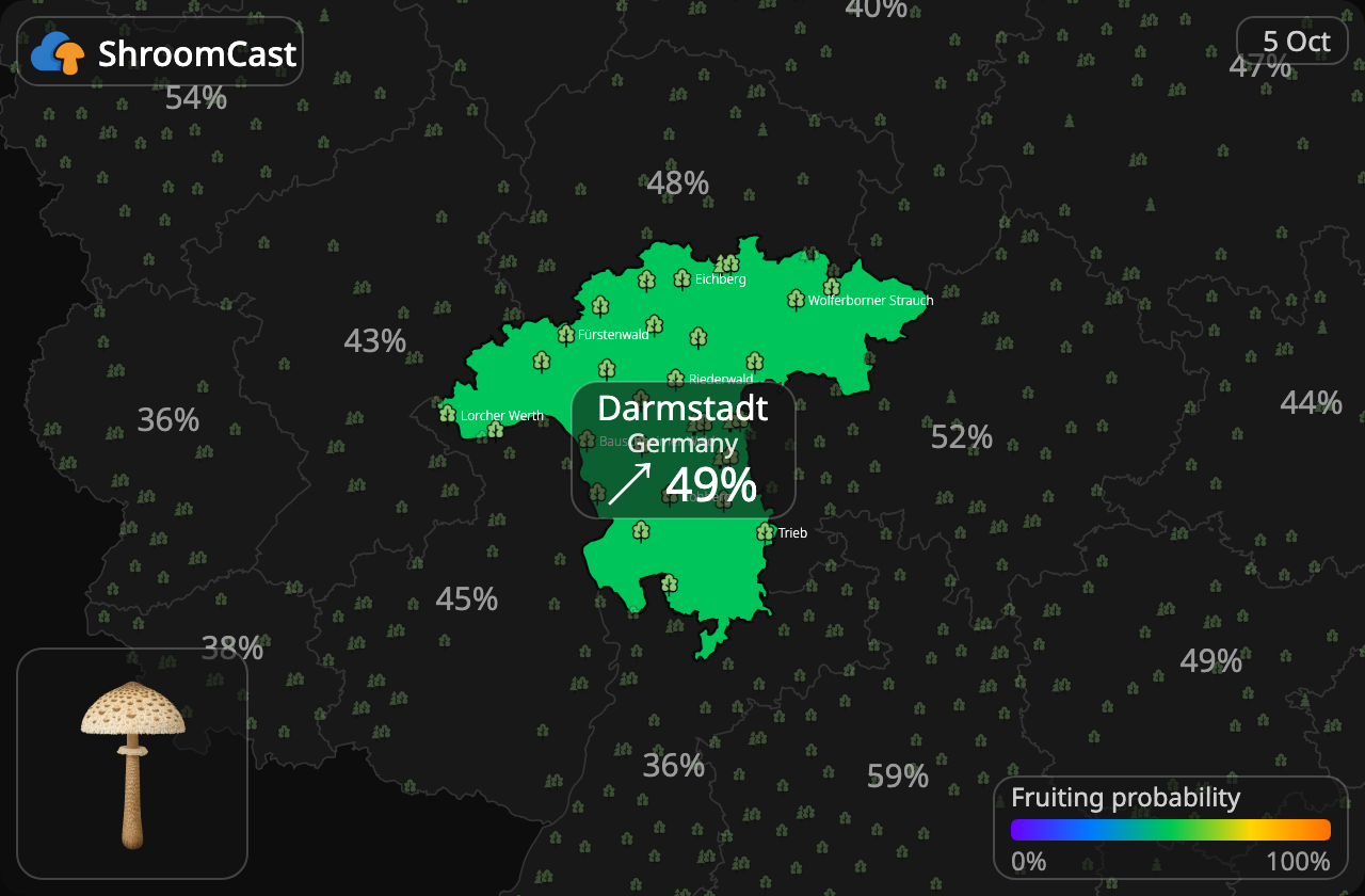 Coulemelle Darmstadt