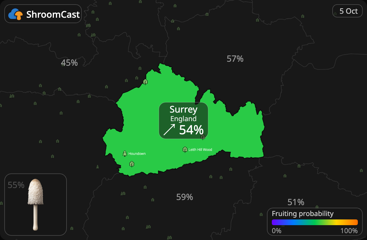 Гнойовик білий Surrey