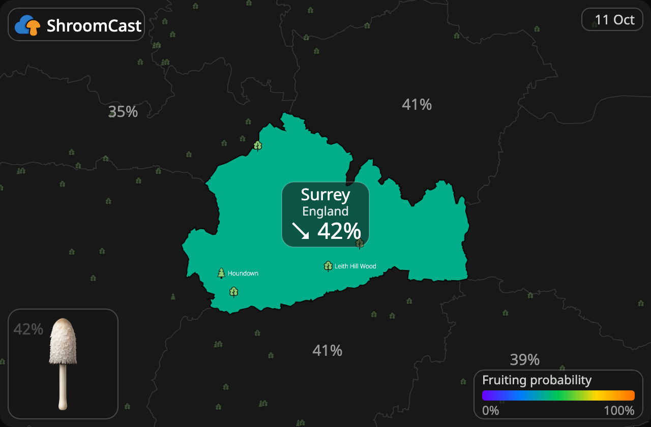 Barbuda Surrey