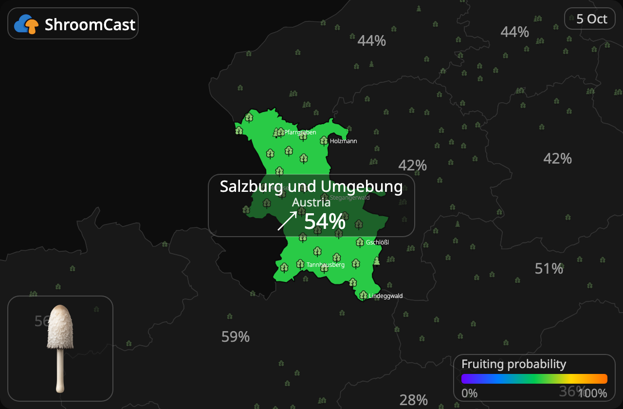 Parykblækhat Salzburg und Umgebung