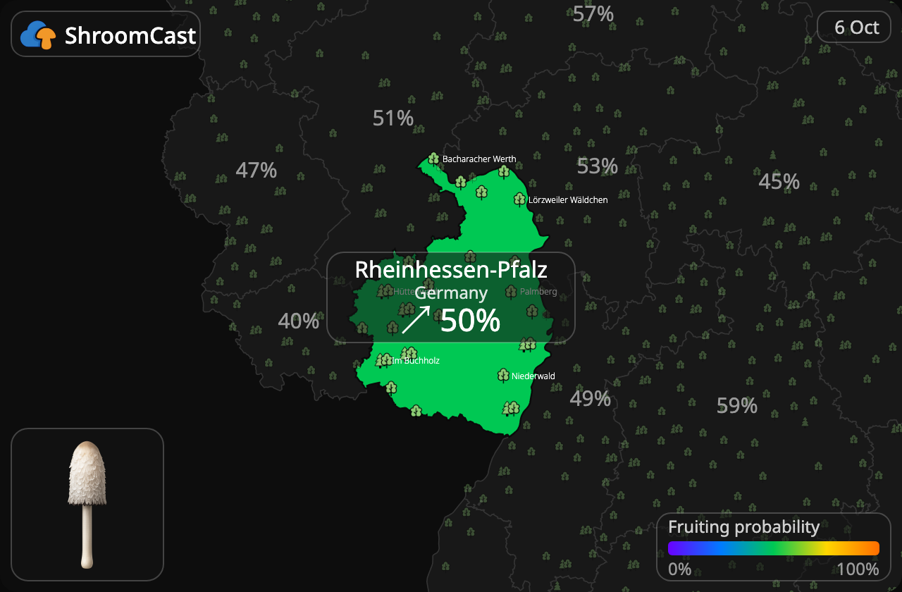 Coprin chevelu Rheinhessen-Pfalz