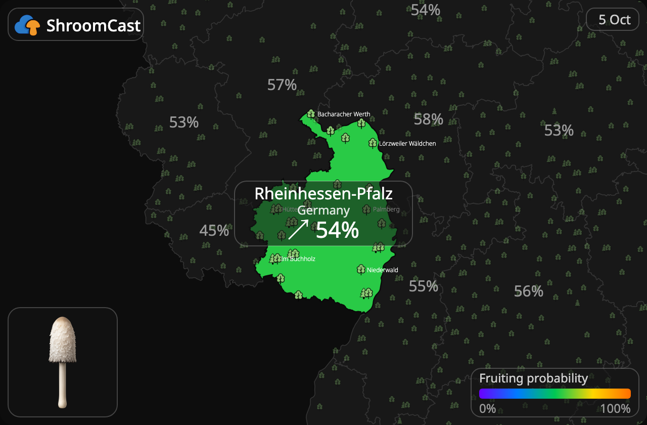 Parykblækhat Rheinhessen-Pfalz