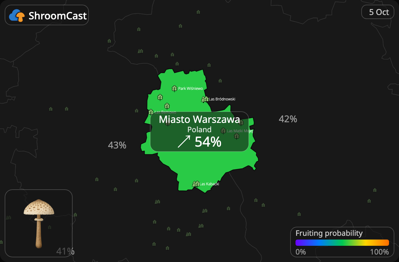 Parasolhat Miasto Warszawa
