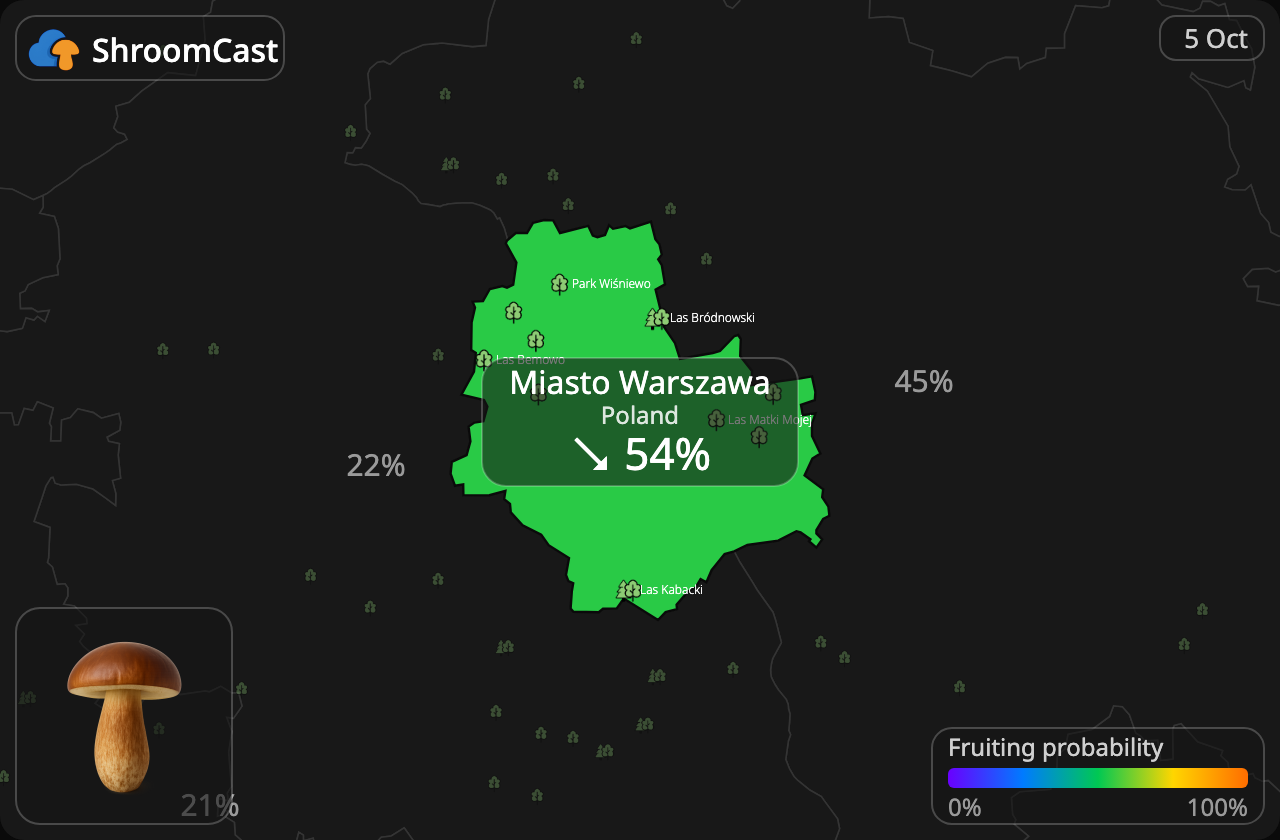 Kastanjeboleet Miasto Warszawa