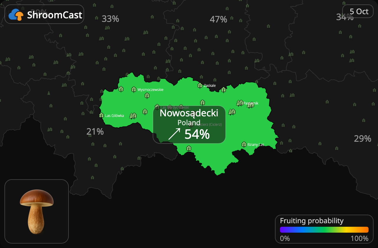 Kastanjeboleet Nowosądecki