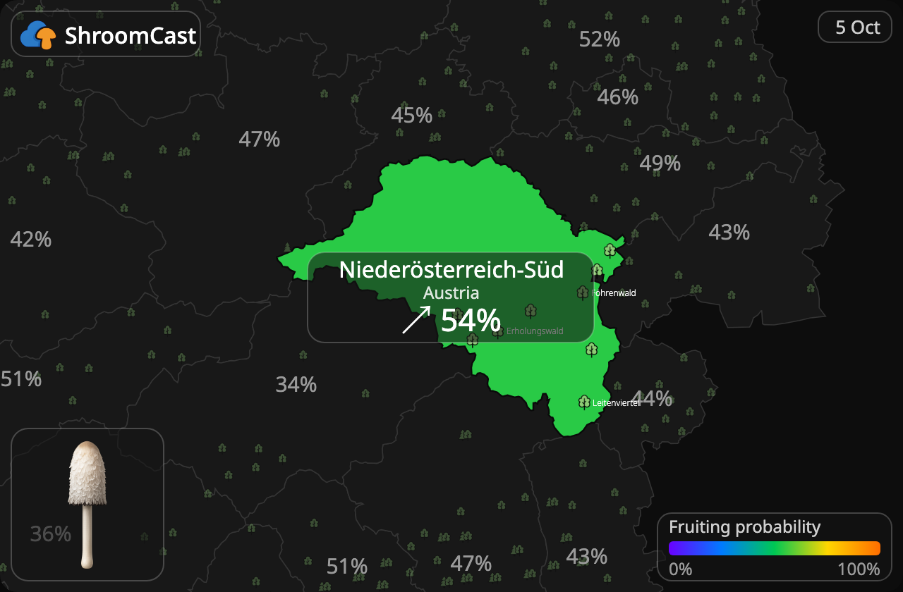 Geschubde inktzwam Niederösterreich-Süd