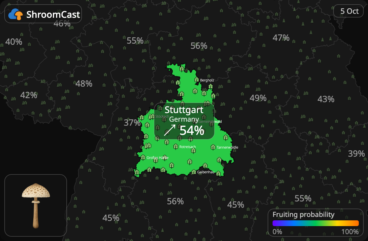 Parasolzwam Stuttgart