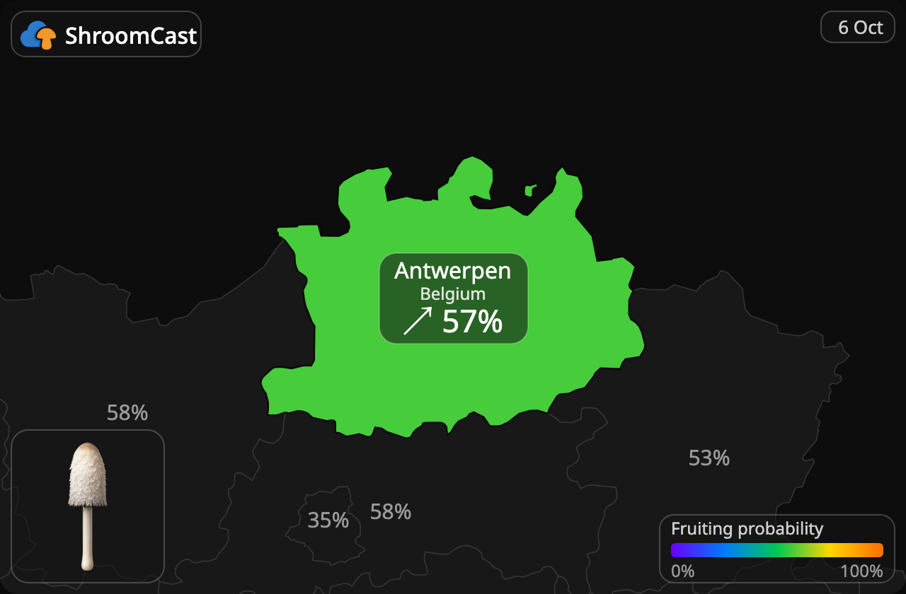 Geschubde inktzwam Antwerpen