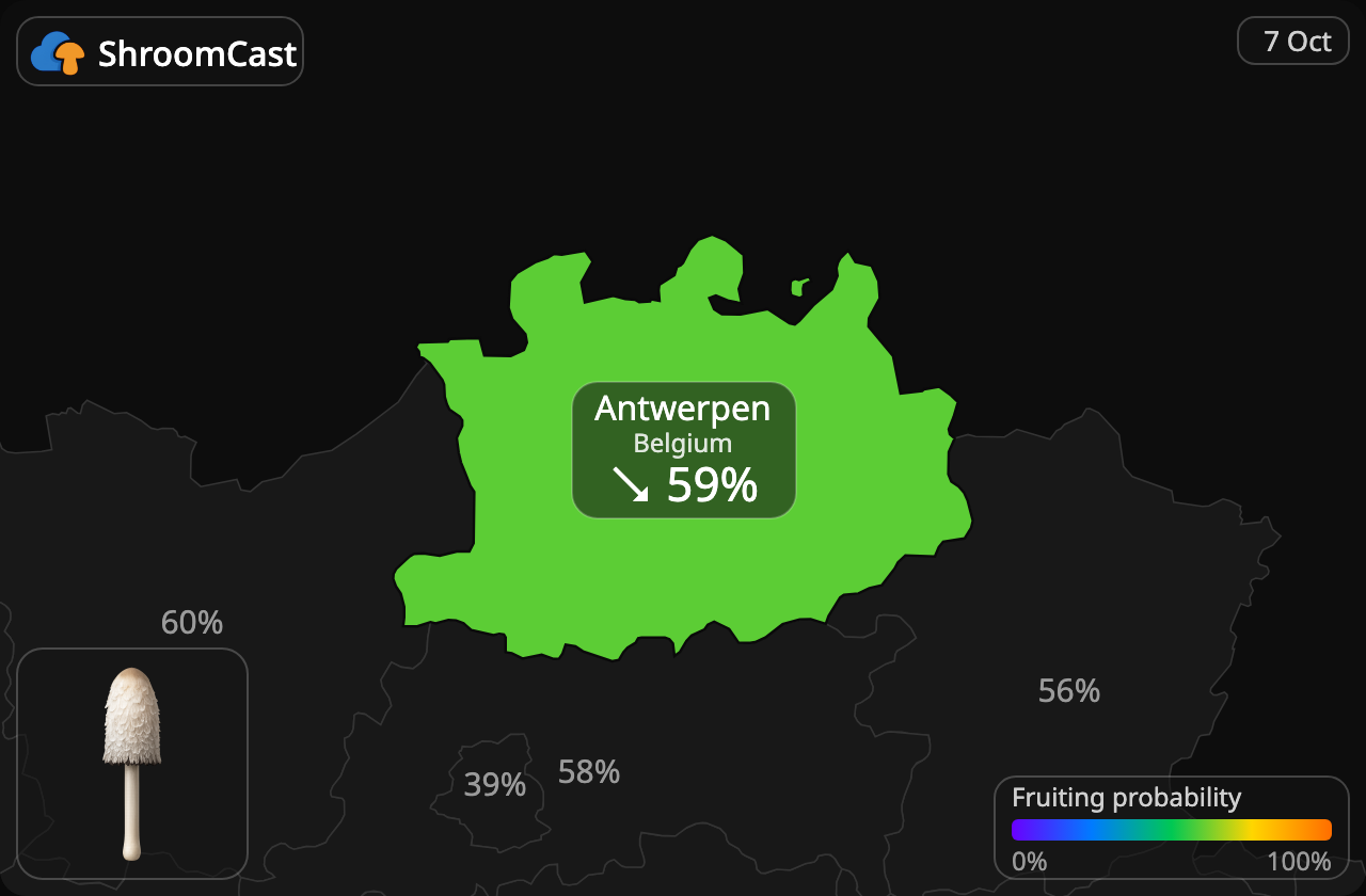 Suomumustesieni Antwerpen