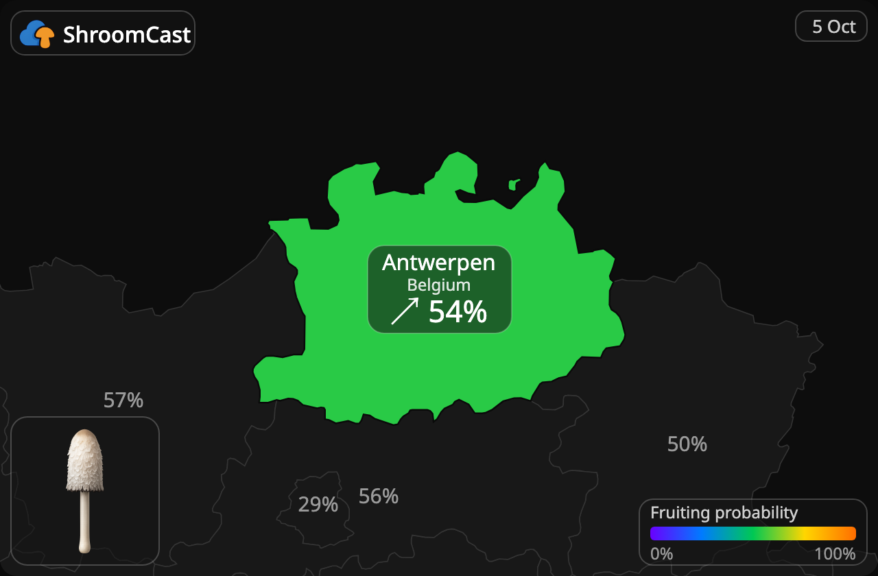 Parykblækhat Antwerpen