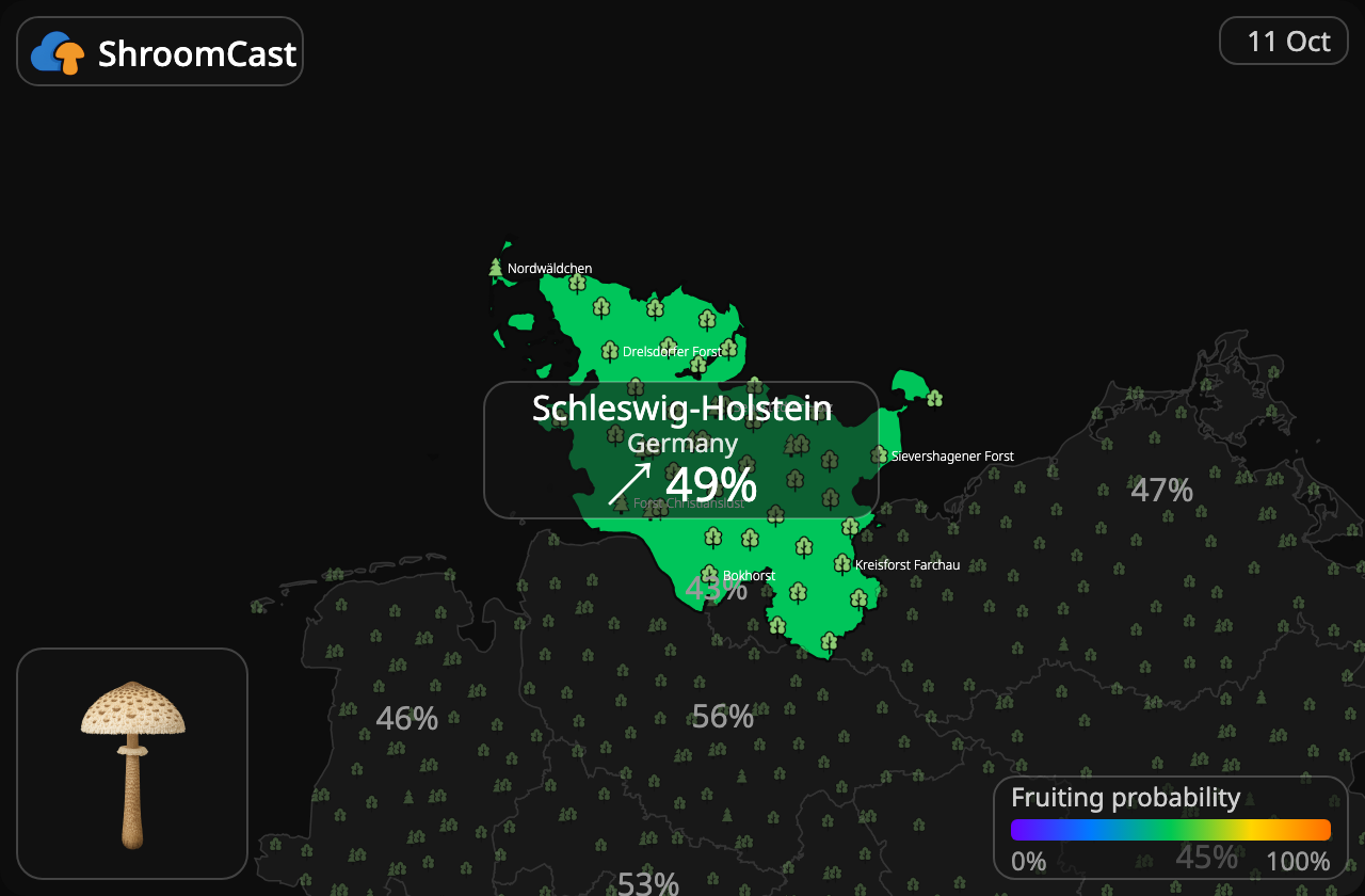 Parasol Schleswig-Holstein
