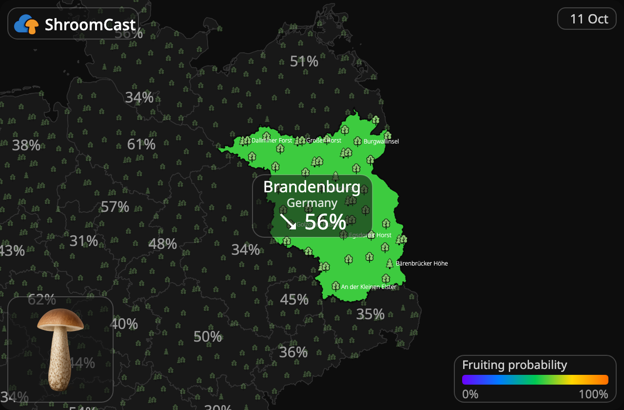 Boleto de abedul Brandenburg