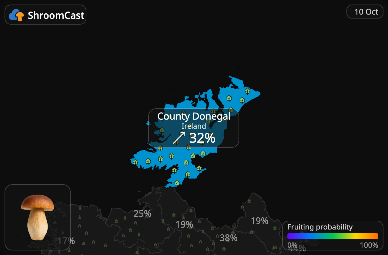 Boletus County Donegal