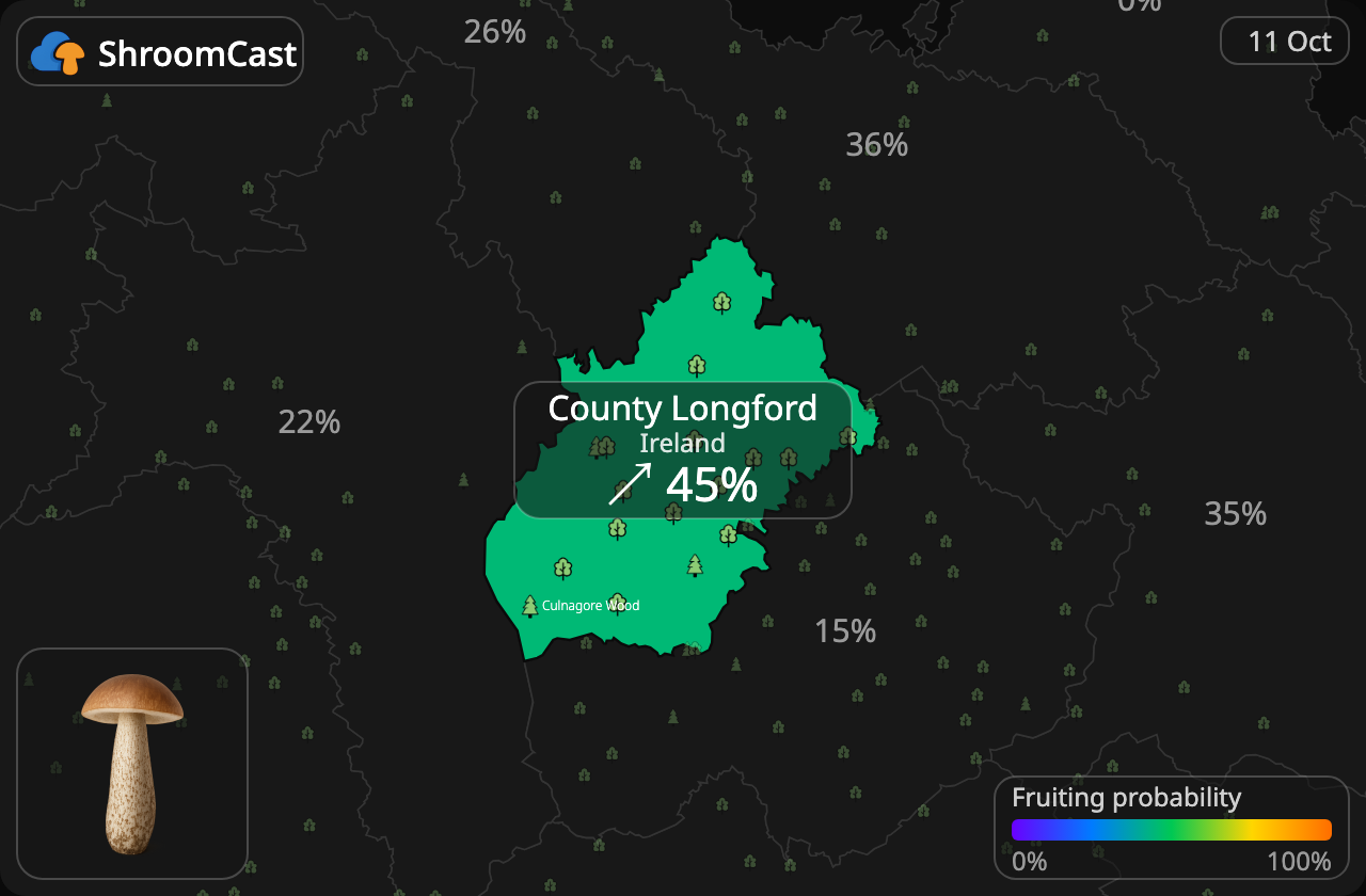 Boleto de abedul County Longford