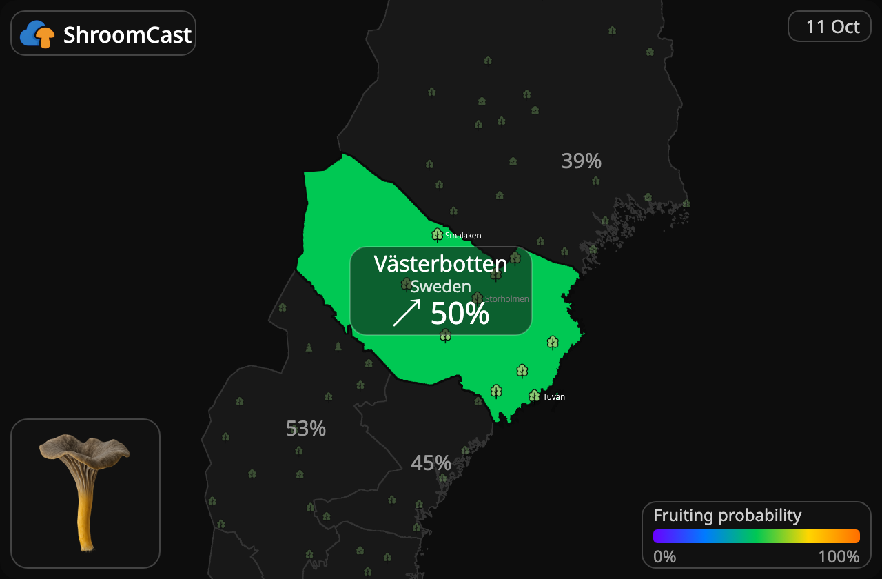 Angula de monte Västerbotten