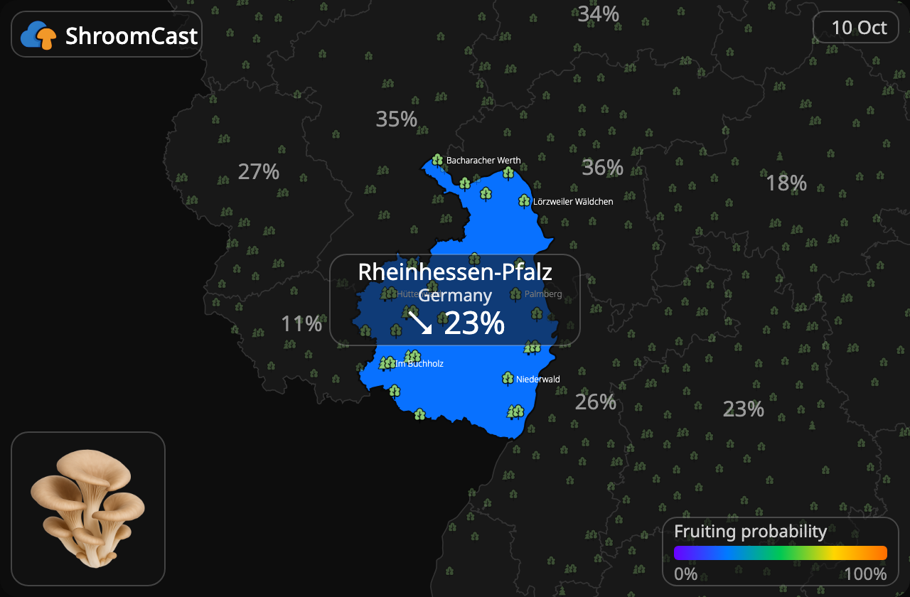 Seta de ostra Rheinhessen-Pfalz