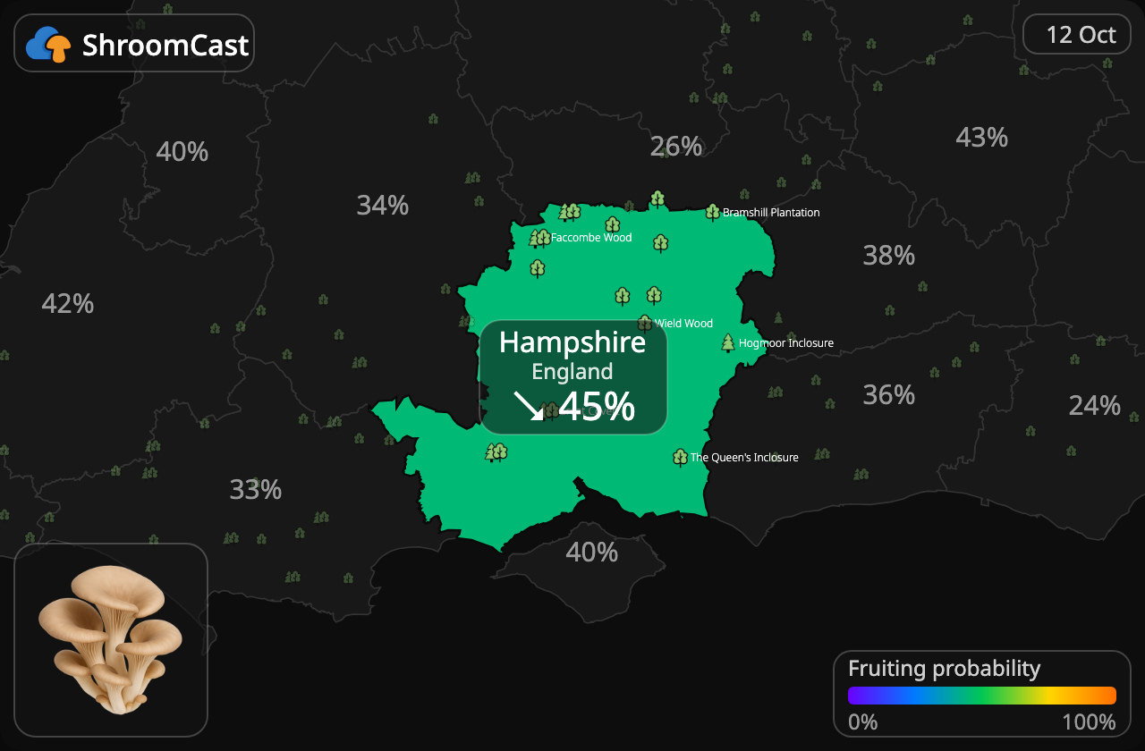 Seta de ostra Hampshire