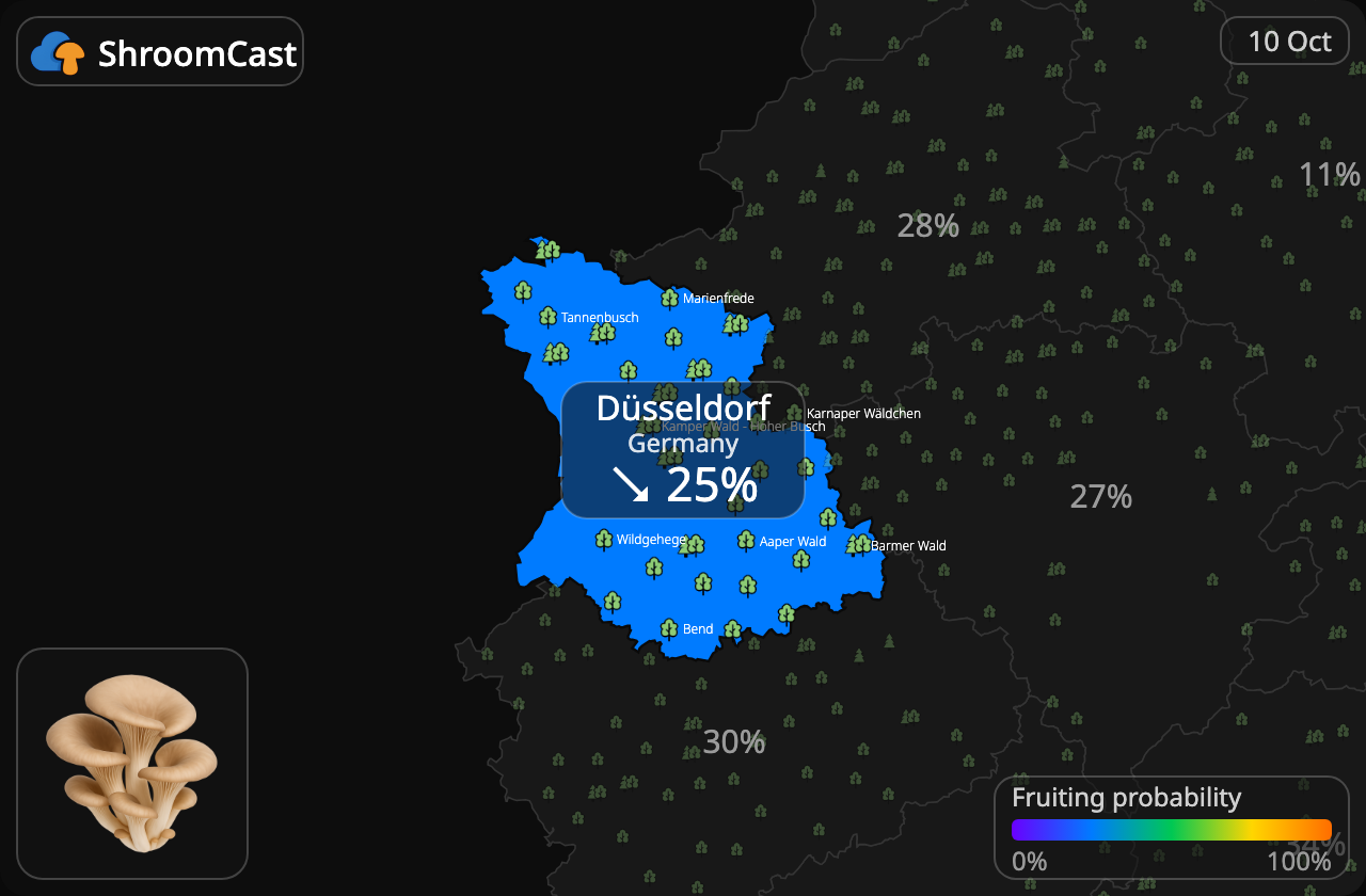 Seta de ostra Düsseldorf