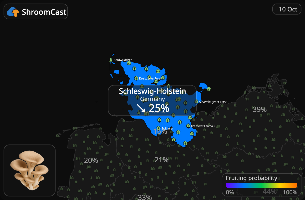Seta de ostra Schleswig-Holstein