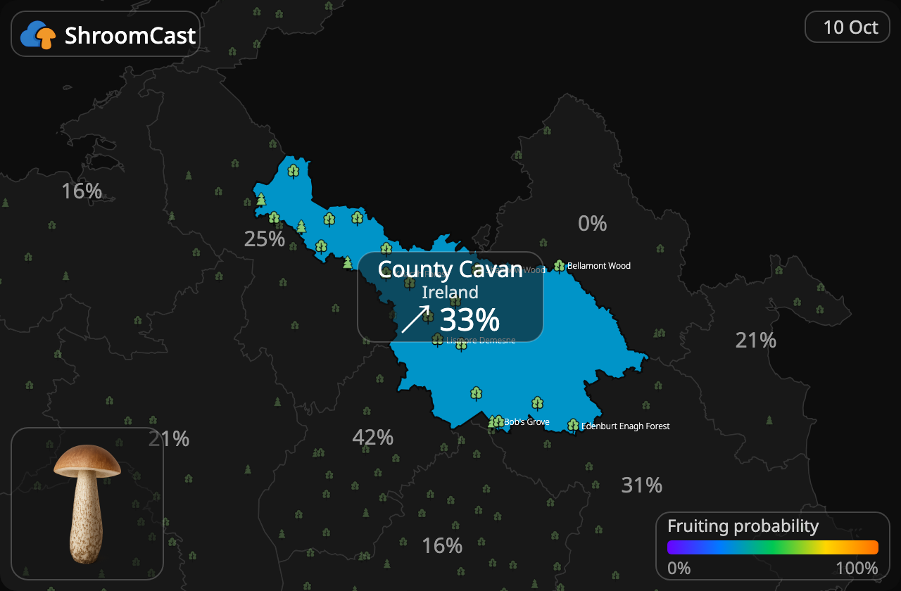 Boleto de abedul County Cavan