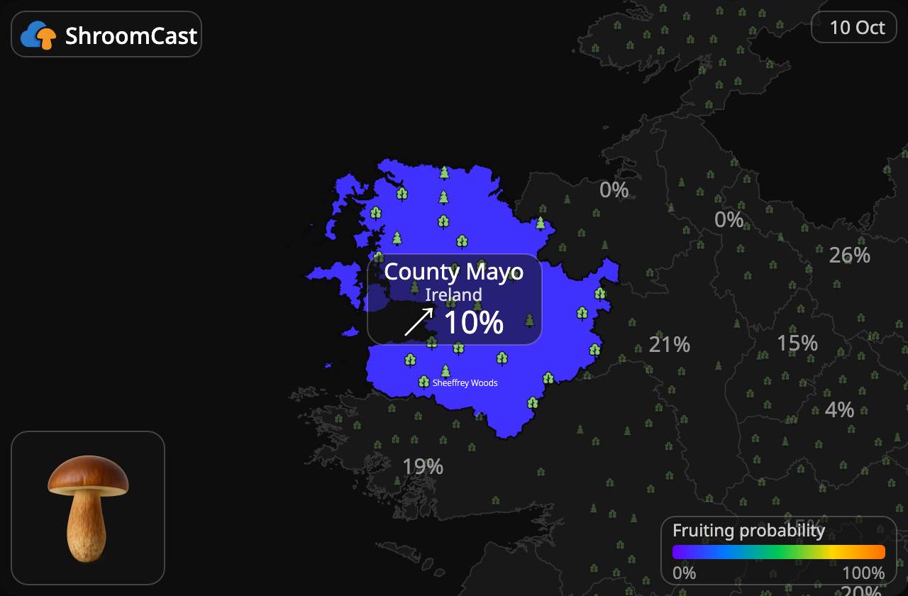 Boleto bayo County Mayo