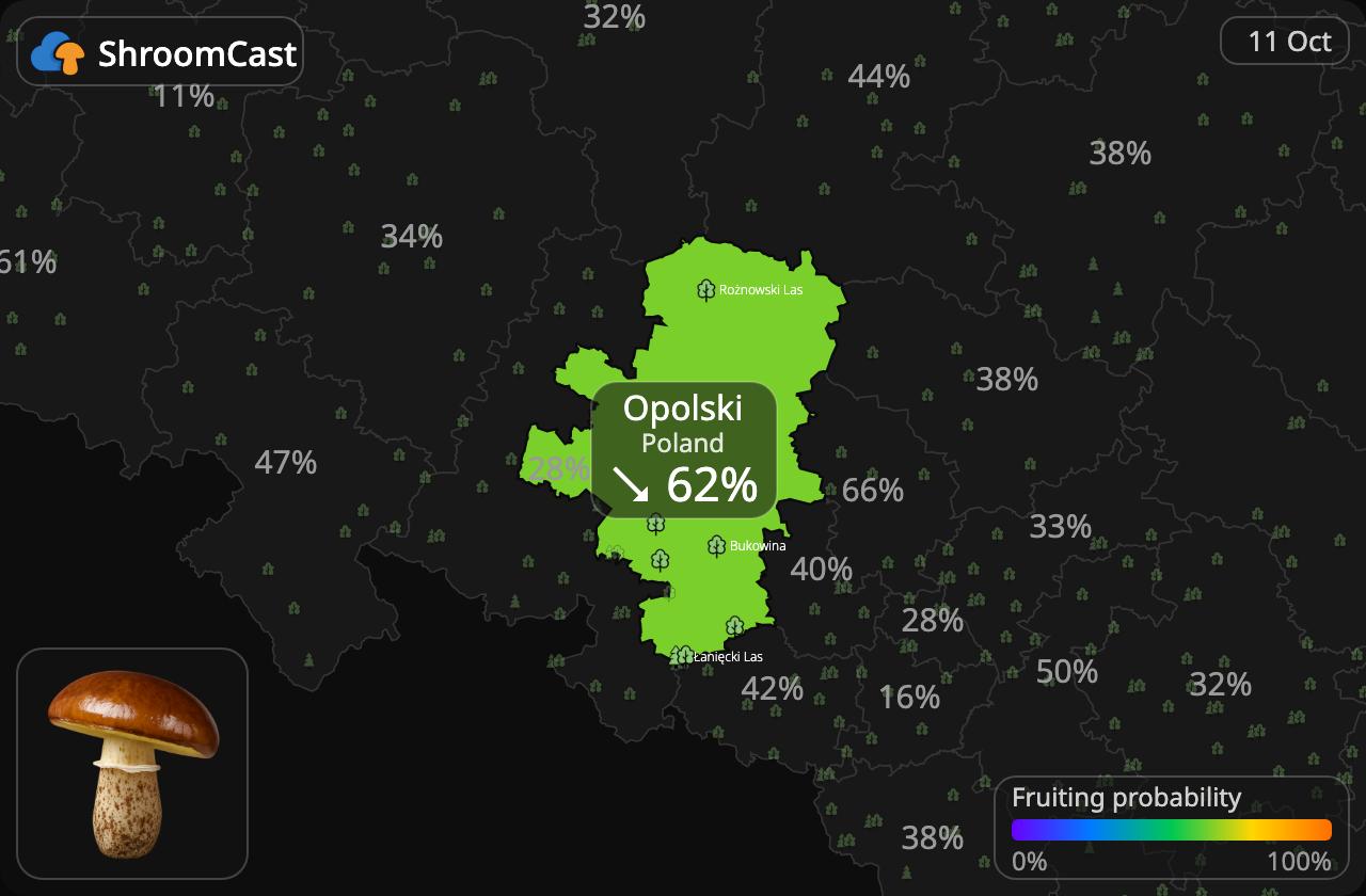 Brunringet rørhat Opolski