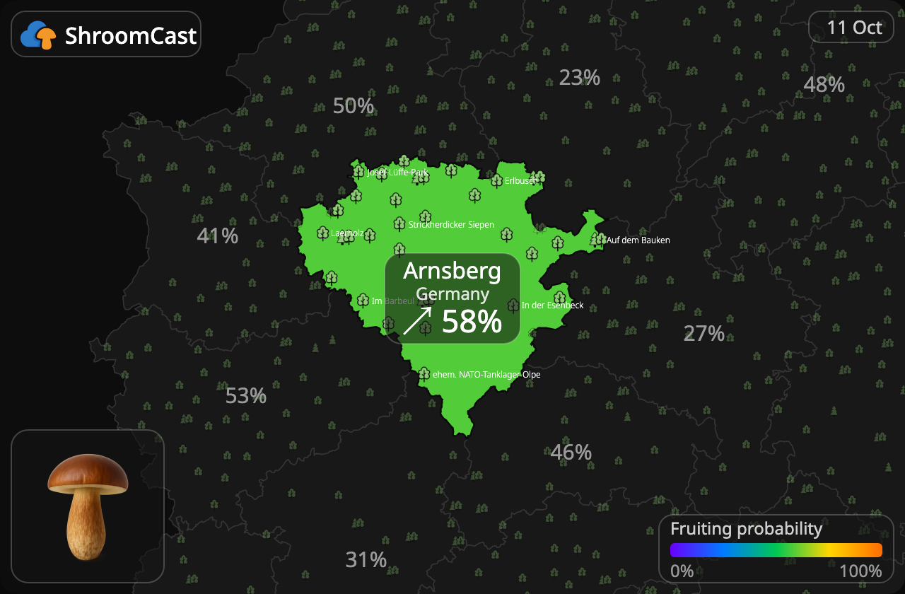 Boleto bayo Arnsberg