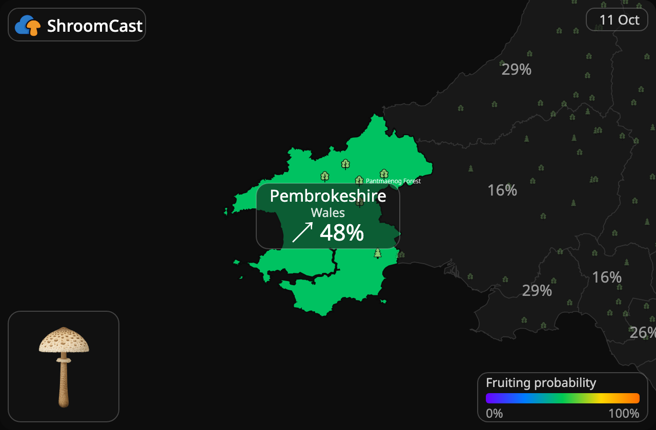 Parasol Pembrokeshire