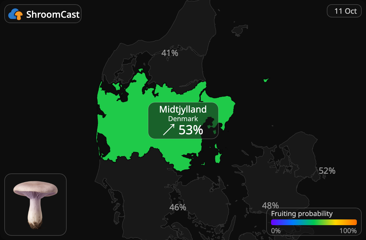 Violet ridderhat Midtjylland