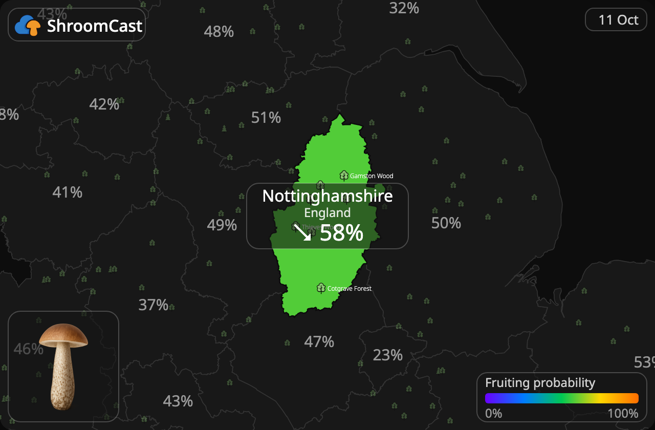 Lehmäntatti Nottinghamshire