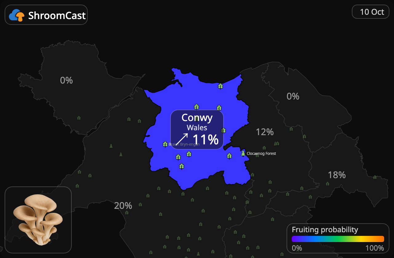 Seta de ostra Conwy