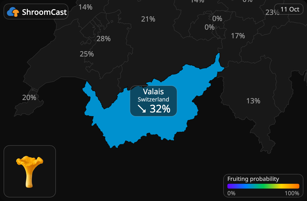 Rebozuelo Valais