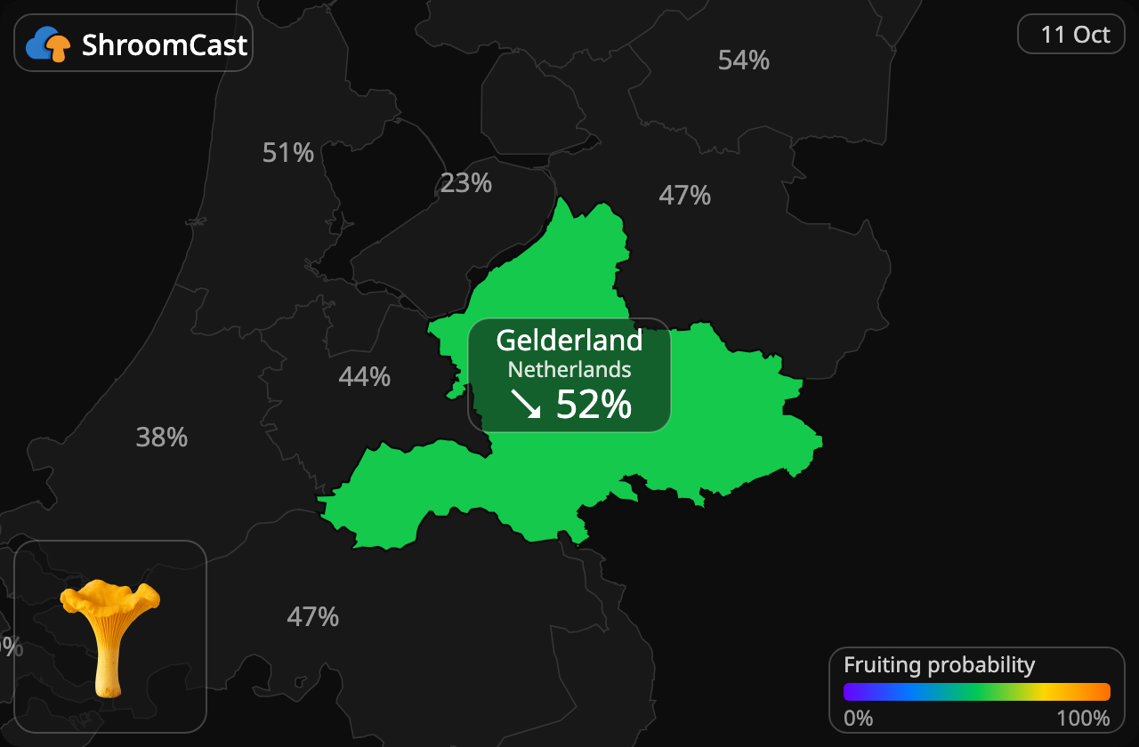 Rebozuelo Gelderland