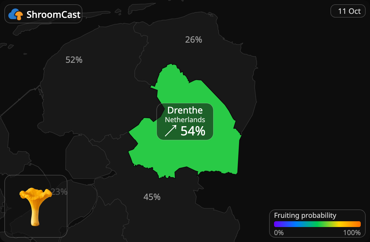 Rebozuelo Drenthe