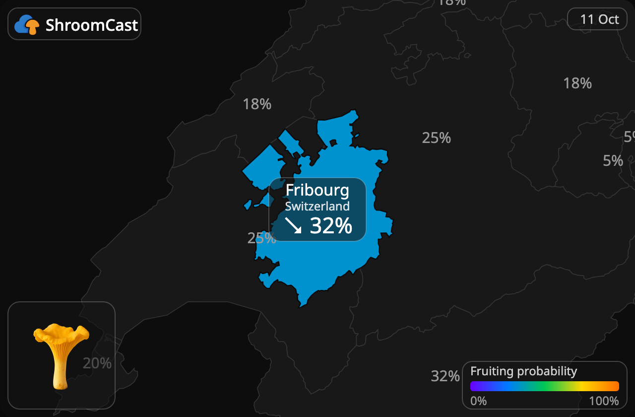 Rebozuelo Fribourg