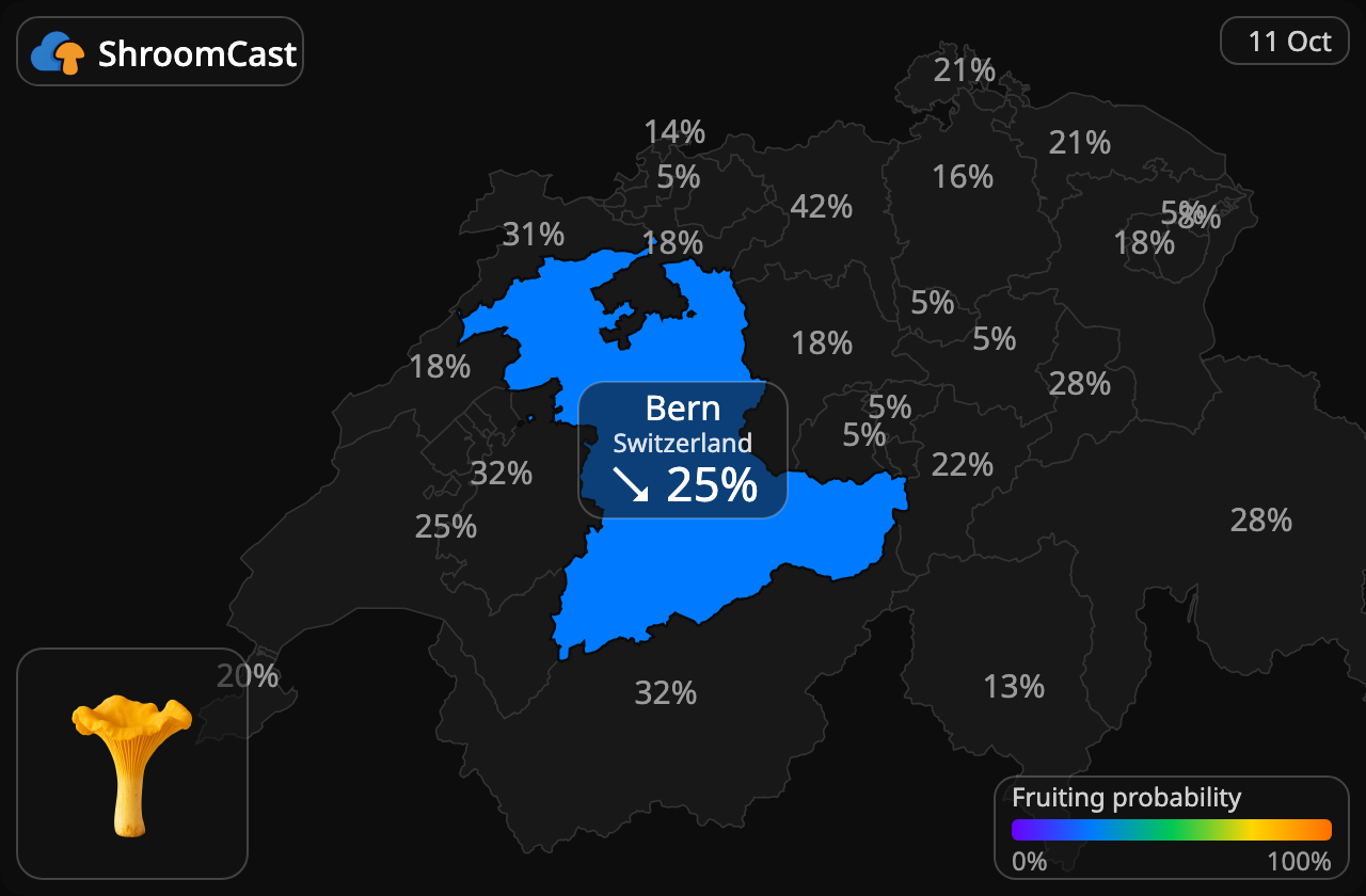 Rebozuelo Bern