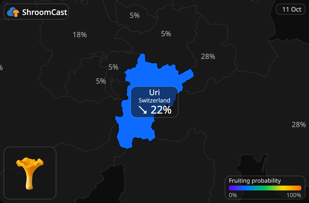 Rebozuelo Uri