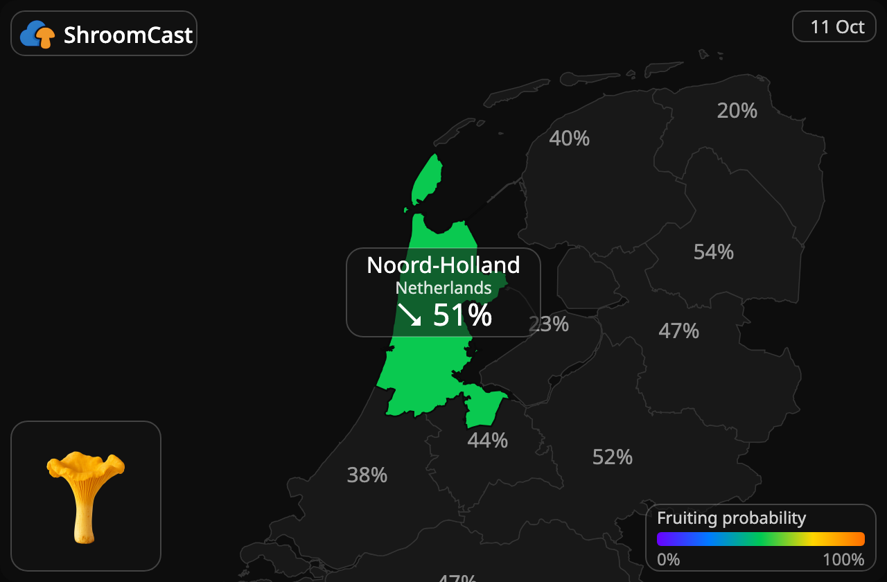 Rebozuelo Noord-Holland